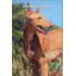 2 Euro Malta 2026 - Pharaoh Hound, coin card