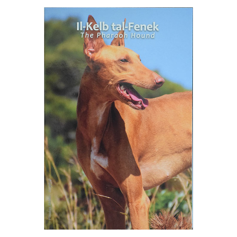 2 Euro Malta 2026 - Pharaoh Hound, coin card