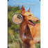 2 Euro Malta 2026 - Pharaoh Hound, coin card